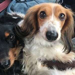 Meet your Posher, Janine